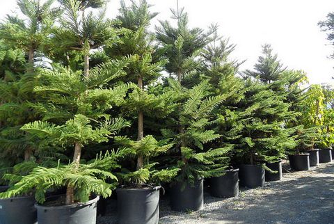 Kỹ thuật trồng c&acirc;y b&aacute;ch t&aacute;n mang trường tồn cho gia chủ. Ảnh minh họa 