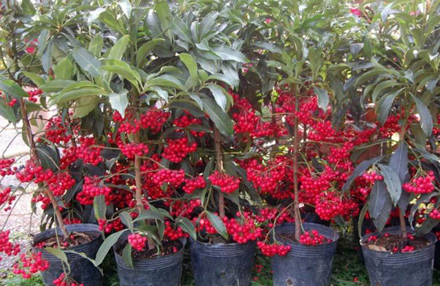  Kỹ thuật trồng c&acirc;y kim ng&acirc;n lượng cho năm mới ph&aacute;t t&agrave;i, ph&aacute;t lộc. Ảnh minh họa