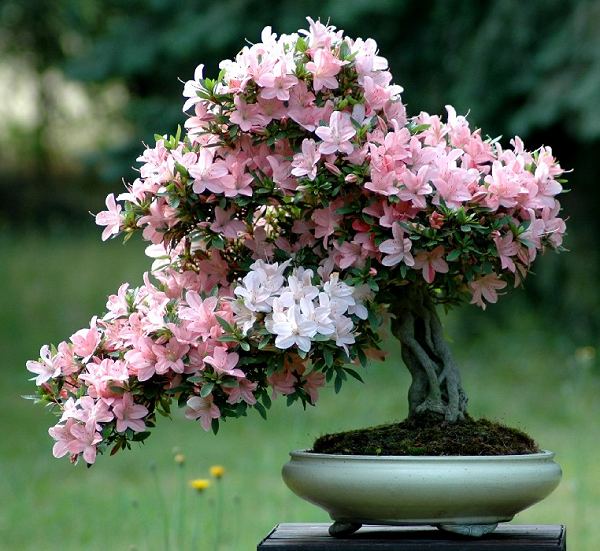 Kỹ thuật trồng c&acirc;y Đỗ Quy&ecirc;n mang quyền uy, may mắn ng&agrave;y Tết. Ảnh minh họa 