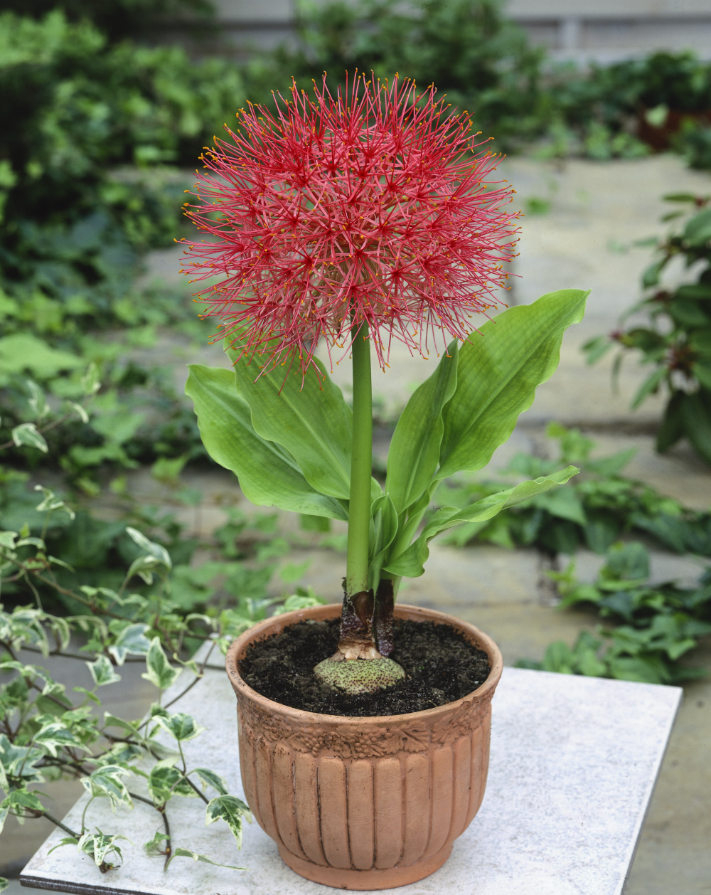  Kỹ thuật trồng hoa hồng t&uacute; cầu chỉ cần biết c&aacute;ch chăm s&oacute;c v&agrave;i bước cơ bản. Ảnh minh họa