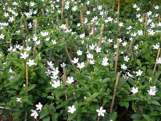 Kỹ thuật trồng c&acirc;y Mai Chỉ Thi&ecirc;n xua đuổi t&agrave; m&agrave; mang may mắn cho gia chủ. Ảnh minh họa 