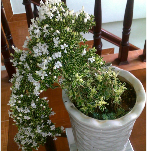  Kỹ thuật trồng cây bạch tuyết mai đơn giản mang phồn thịnh cho gia chủ. Ảnh minh họa