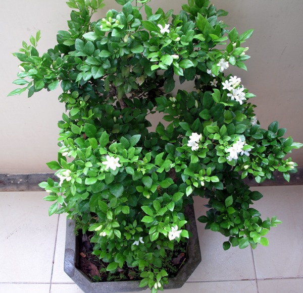 Kỹ thuật trồng c&acirc;y Nguyệt Quế đơn giản. Ảnh minh họa 