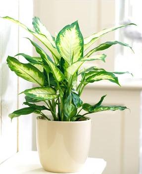 C&acirc;y Vạn Ni&ecirc;n Thanh c&ograve;n c&oacute; t&aacute;c dụng thanh lọc kh&ocirc;ng kh&iacute;. Ảnh minh họa 