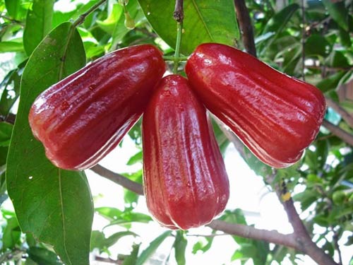  Kỹ thuật trồng cây roi đỏ sai trĩu cành cần phải đảm bảo nước, phòng bệnh hiệu quả. Ảnh minh họa