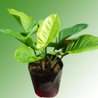 Kỹ thuật trồng c&acirc;y đại đế xanh mang thịnh vượng quanh năm cho gia chủ. Ảnh minh họa 