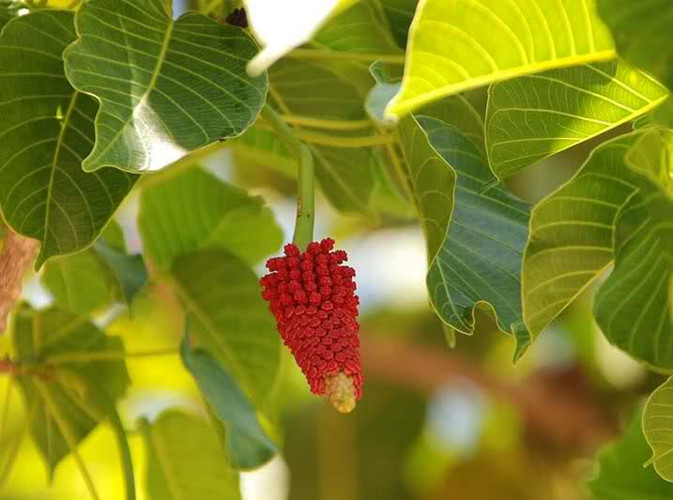 C&acirc;y ba đậu l&agrave; lo&agrave;i c&acirc;y mọc hoang ở khắp nơi. Ảnh minh họa