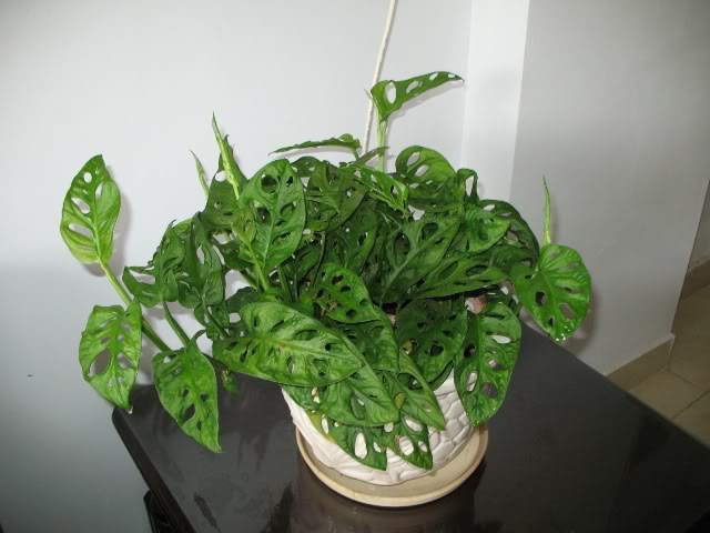  Kỹ thuật trồng c&acirc;y Trầu B&agrave; Lỗ mang may mắn ph&aacute;t t&agrave;i. Ảnh minh họa