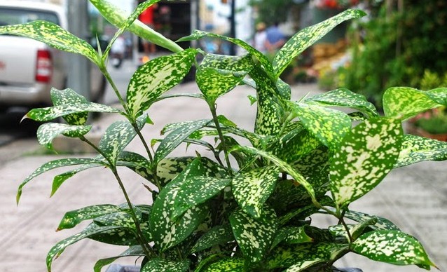 Kỹ thuật trồng c&acirc;y Tr&uacute;c Nhật Đốm mang may mắn cho gia đ&igrave;nh bạn. Ảnh minh họa 