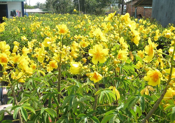 Kỹ thuật trồng c&acirc;y mai hoa đăng mang sắc xu&acirc;n ngập tr&agrave;n. Ảnh minh họa