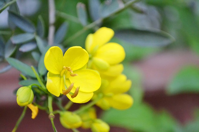 Kỹ thuật trồng c&acirc;y Tr&uacute;c Mai mang may mắn, tốt l&agrave;nh cho gia chủ. Ảnh minh họa