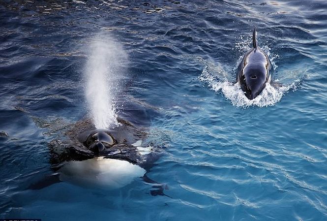  C&ocirc; c&aacute; voi biết n&oacute;i tiếng người đang tập luyện. Ảnh: Tiền Phong
