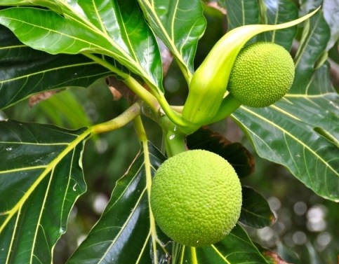  Trồng c&acirc;y sa k&ecirc; kh&ocirc;ng chỉ cho b&oacute;ng m&aacute;t m&agrave; c&ograve;n cho quả ngon. Ảnh minh họa