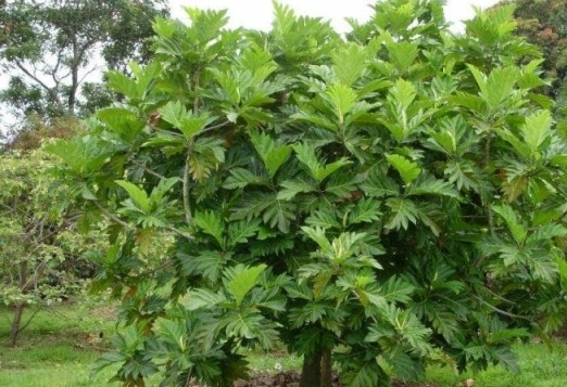  Kỹ thuật trồng c&acirc;y sa k&ecirc; l&agrave;m cảnh lại c&oacute; c&oacute; quả thơm ngon. Ảnh minh họa