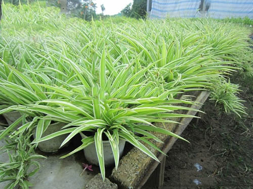  Kỹ thuật trồng c&acirc;y lan bạch chỉ l&agrave;m sạch kh&ocirc;ng kh&iacute; &ocirc; nhiễm. Ảnh minh họa