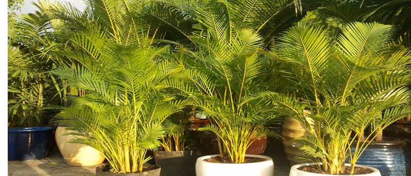  Kỹ thuật trồng c&acirc;y cau v&agrave;ng mang thịnh vượng cho gia chủ. Ảnh minh họa