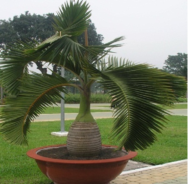  Kỹ thuật trồng c&acirc;y cau s&acirc;m banh mang t&agrave;i lộc cho mọi nh&agrave;. Ảnh minh họa