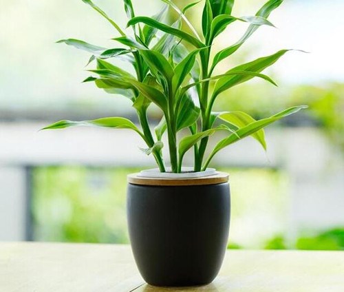  Kỹ thuật trồng c&acirc;y Tr&uacute;c ph&uacute; qu&yacute; mang tiền t&agrave;i, thịnh vượng cho gia chủ. Ảnh minh họa