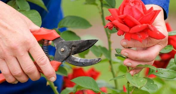  Kỹ thuật trồng v&agrave; chăm s&oacute;c c&acirc;y hoa hồng sau Tết. Ảnh minh họa