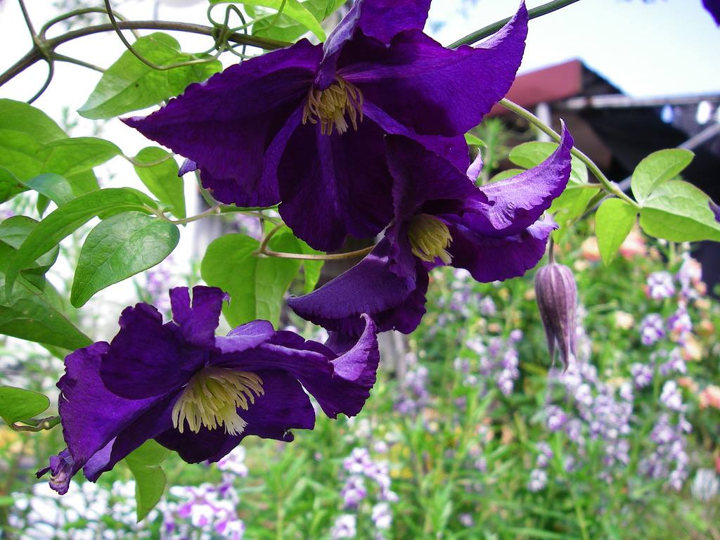 Kỹ thuật trồng hoa &ocirc;ng l&atilde;o kh&ocirc;ng kh&oacute;. Ảnh minh họa 
