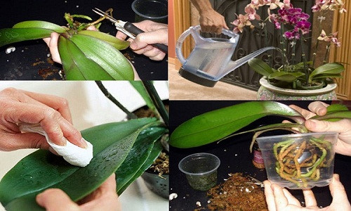 Kỹ thuật trồng v&agrave; chăm s&oacute;c hoa lan sau Tết kh&aacute; phức tạp nhưng đơn giản nếu biết c&aacute;ch. Ảnh minh họa 