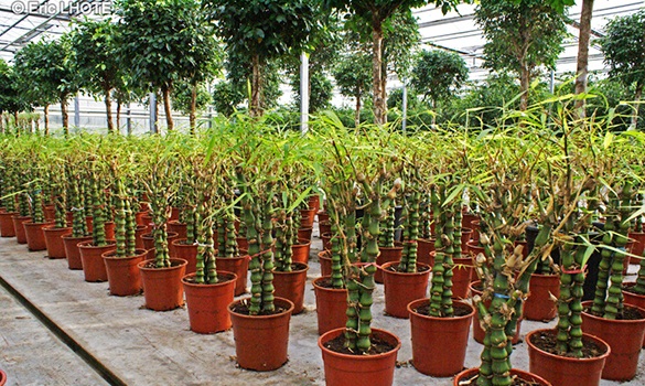 Kỹ thuật trồng c&acirc;y tr&uacute;c phật b&agrave; mang may mắn, thịnh vượng cho gia chủ. Ảnh minh họa