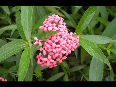  Trồng c&acirc;y liễu hồng l&agrave;m viền hay trồng chậu đều to&aacute;t l&ecirc;n vẻ đẹp rực rỡ, ki&ecirc;u sa. Ảnh minh họa