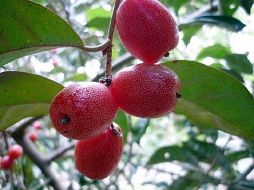 Kỹ thuật trồng c&acirc;y nh&oacute;t ngọt sai trĩu c&agrave;nh chỉ cần nắm vững việc cắt tỉa, chọn giống v&agrave; chăm s&oacute;c đ&uacute;ng c&aacute;ch. Ảnh minh họa