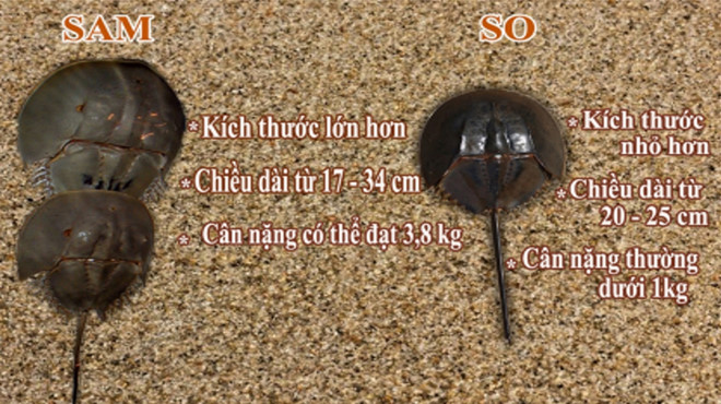 Người d&acirc;n rất dễ nhầm con sam th&agrave;nh con so biển n&ecirc;n v&ocirc; c&ugrave;ng nguy hiểm. Ảnh: Zing news