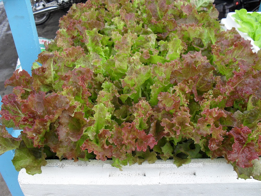  Kỹ thuật trồng c&acirc;y x&agrave; l&aacute;ch t&iacute;m tại nh&agrave; đơn giản m&agrave; hiệu quả. Ảnh minh họa
