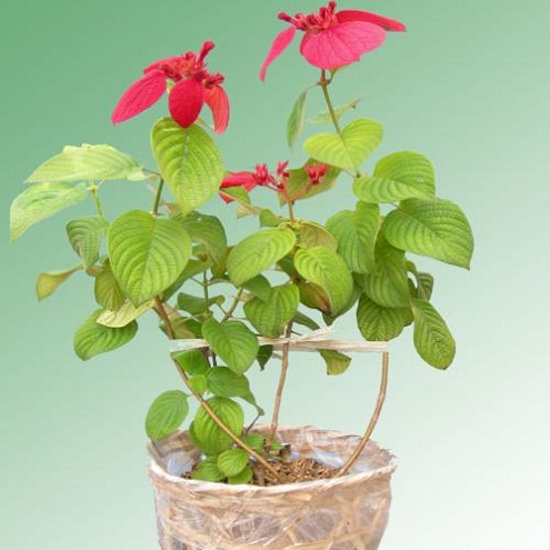 Chăm s&oacute;c c&acirc;y bướm đỏ. Ảnh minh họa 