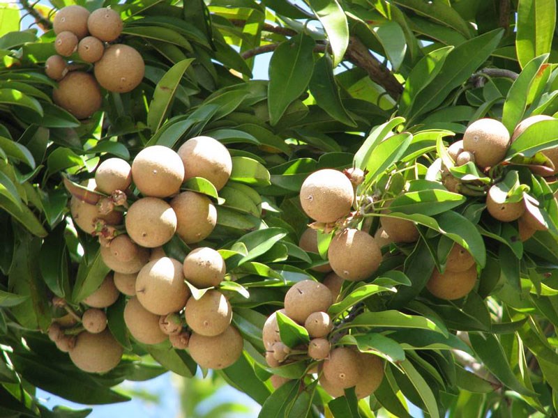 Kỹ thuật trồng c&acirc;y hồng xi&ecirc;m đơn giản, kh&ocirc;ng tốn c&ocirc;ng m&agrave; cho quả sai. Ảnh minh họa 