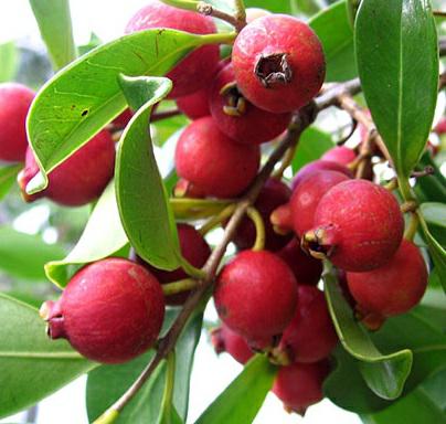 Kỹ thuật trồng c&acirc;y ổi sim Nhật trong chậu kh&ocirc;ng kh&oacute; chỉ cần đảm bảo nước, tỉa, chăm s&oacute;c đ&uacute;ng c&aacute;ch. Ảnh minh họa 