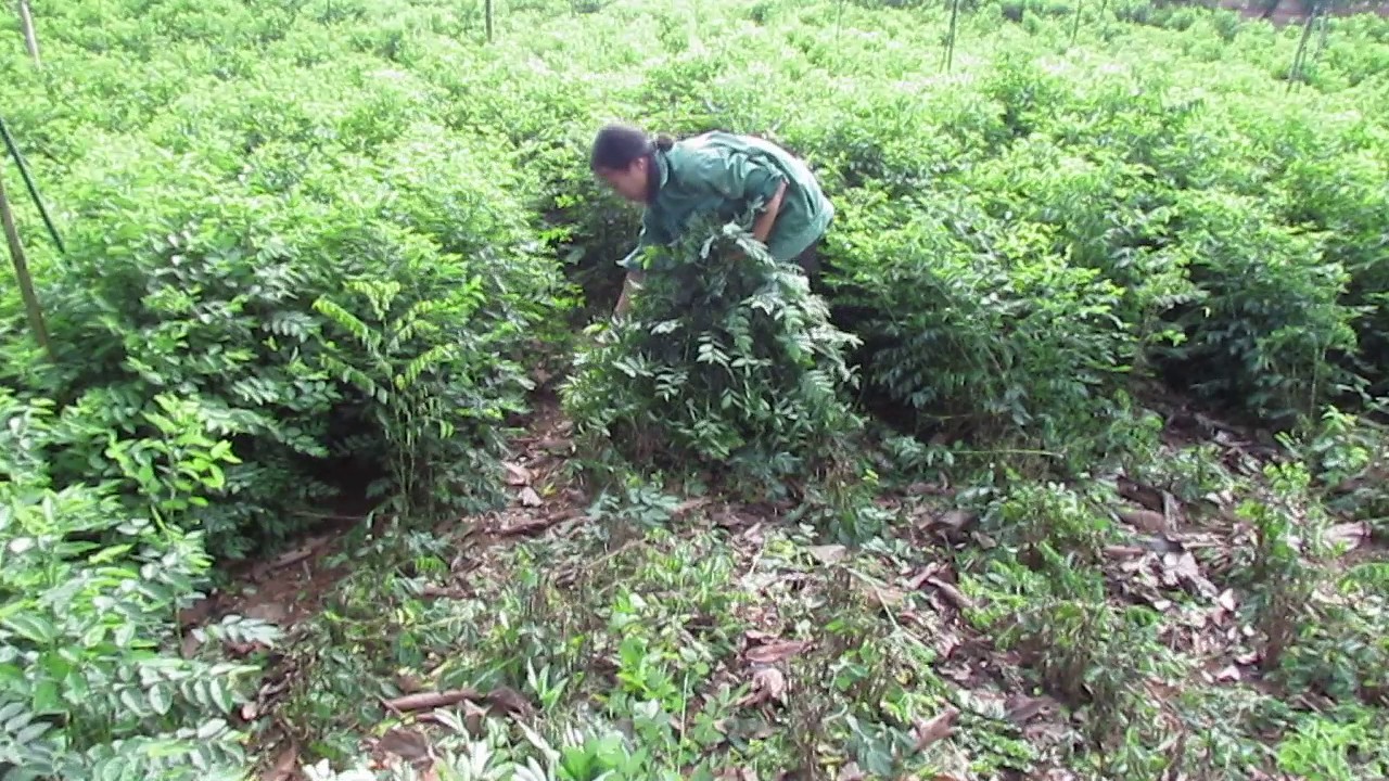 Kỹ thuật trồng c&acirc;y rau ng&oacute;t mang năng suất cao.Ảnh minh họa 