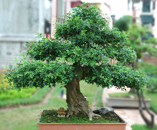 Kỹ thuật trồng c&acirc;y nguyệt quế d&aacute;ng bon sai d&ugrave; phức tạp nhưng lại cực kỳ đẹp. Ảnh minh họa