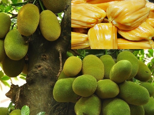  Kỹ thuật trồng c&acirc;y m&iacute;t nghệ cao sản năng suất cao. Ảnh minh họa
