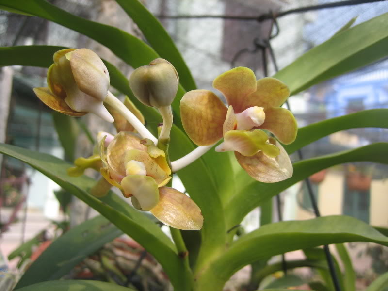  Kỹ thuật trồng hoa lan Vanda tạo kh&ocirc;ng gian ấn tượng cho ng&ocirc;i nh&agrave; bạn. Ảnh minh họa