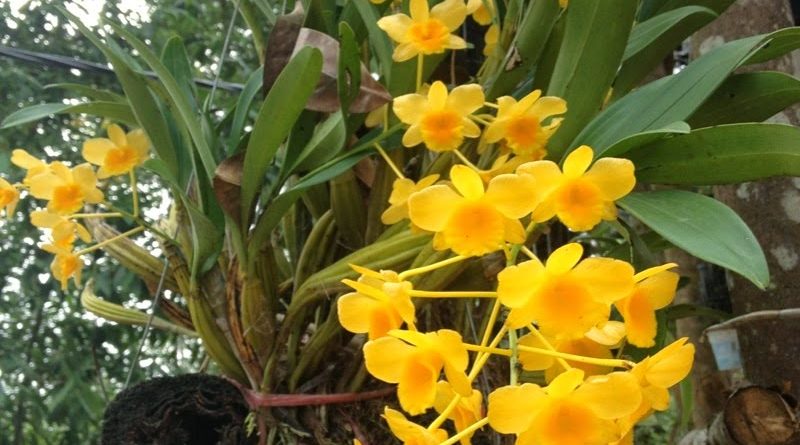  Kỹ thuật trồng hoa lan Ho&agrave;ng thảo đẹp ngỡ ng&agrave;ng. Ảnh minh họa