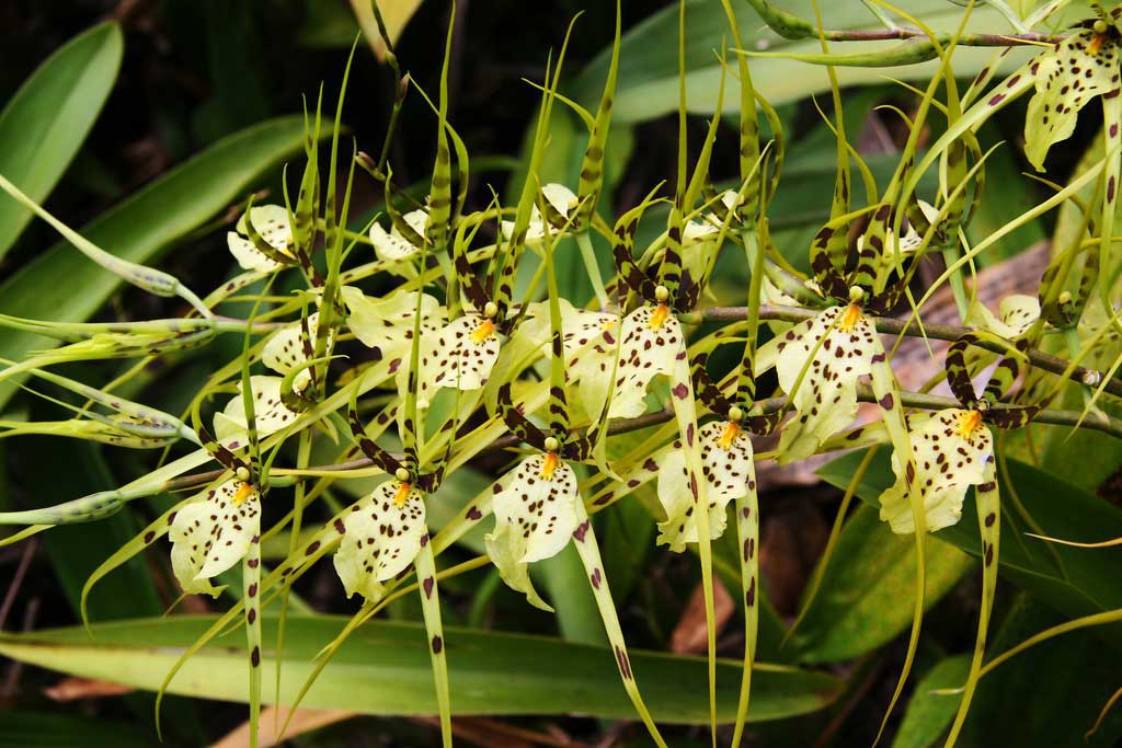  Kỹ thuật trồng hoa lan nhện mang vẻ đẹp độc, lạ cho khu vườn nh&agrave; bạn. Ảnh minh họa