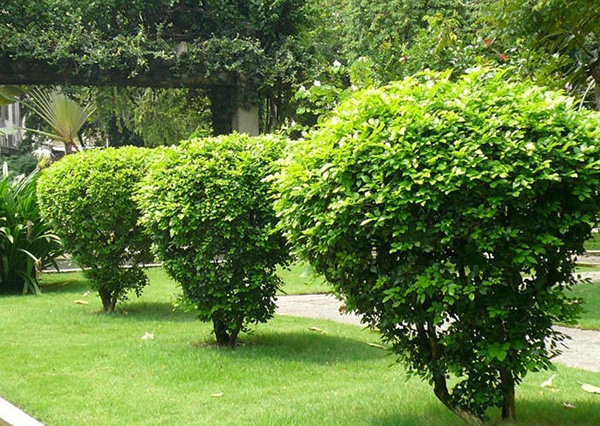  Kỹ thuật trồng c&acirc;y hoa ng&acirc;u mang b&igrave;nh an cho gia chủ. Ảnh minh họa