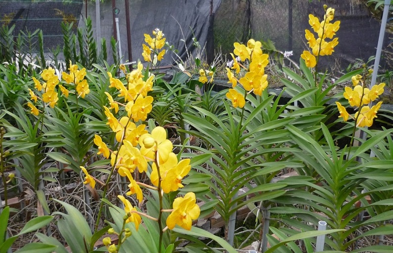 Kỹ thuật trồng hoa lan cắt c&agrave;nh nở đẹp rực rỡ quanh năm cần phải ch&uacute; &yacute; tới gi&aacute; thể, nước, cắt tỉa. Ảnh minh họa