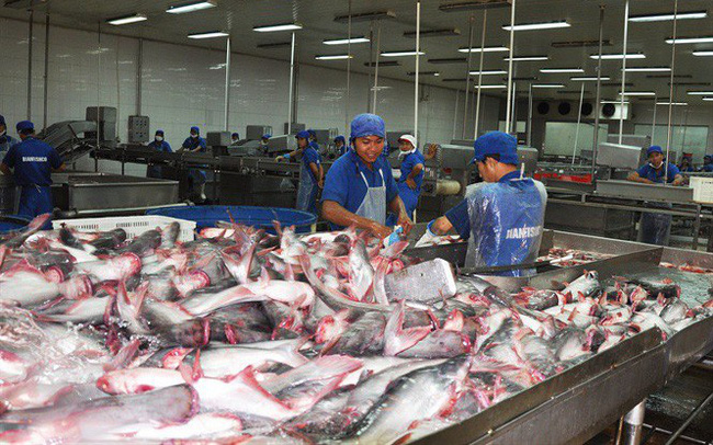 C&aacute; tra xuất khẩu sang thị trường Trung Quốc sẽ phải được kiểm so&aacute;t chặt. Ảnh minh họa