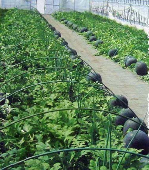  Kỹ thuật trồng dưa hấu đen cần &aacute;p dụng đ&uacute;ng kỹ thuật. Ảnh minh họa