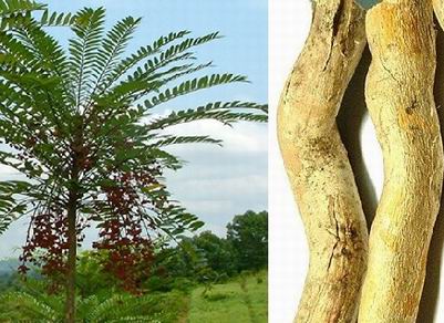 C&acirc;y Nh&acirc;n mật được coi l&agrave; một c&acirc;y thuốc qu&yacute; được Bộ Khoa học & C&ocirc;ng nghệ ph&aacute;t triển v&agrave; sử dụng bền vững d&ugrave;ng l&agrave;m thuốc. Ảnh: 13Win15 com - Thương hiệu nhà cái uy tín