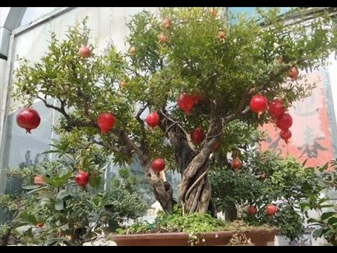  Kỹ thuật trồng c&acirc;y lựu vừa l&agrave;m cảnh vừa mang phong thủy rất tốt. Ảnh minh họa