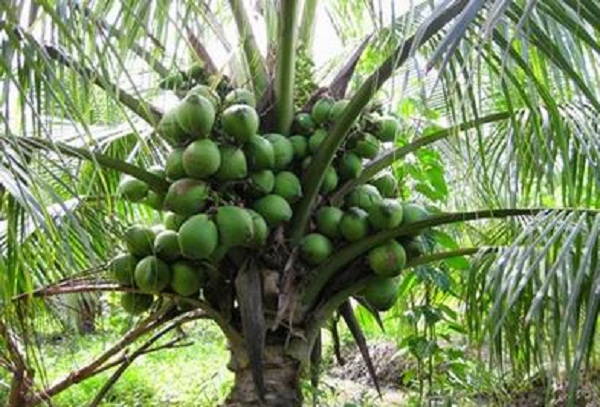 Bộ Khoa học & C&ocirc;ng nghệ sẽ chọn tạo giống dừa chất lượng cao cho c&aacute;c tỉnh ĐBSCL. Ảnh minh họa