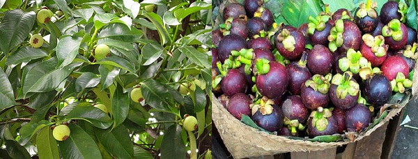 Kỹ thuật trồng c&acirc;y măng cụt cho quả sai cần phải chăm s&oacute;c đ&uacute;ng c&aacute;ch. Ảnh minh họa
