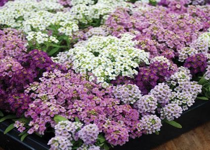  Kỹ thuật trồng hoa cải gi&oacute; đẹp rực rỡ. Ảnh minh họa