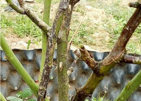  Bệnh chết c&agrave;nh tr&ecirc;n hoa hồng cần được ph&aacute;t hiện sớm nếu kh&ocirc;ng c&acirc;y sẽ chết. Ảnh minh họa  