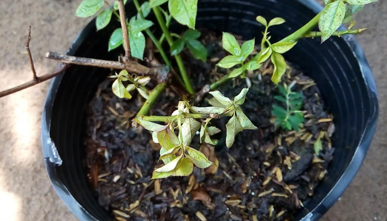  Trồng hoa hồng cần lưu &yacute; tới bệnh chết c&agrave;nh. Ảnh minh họa